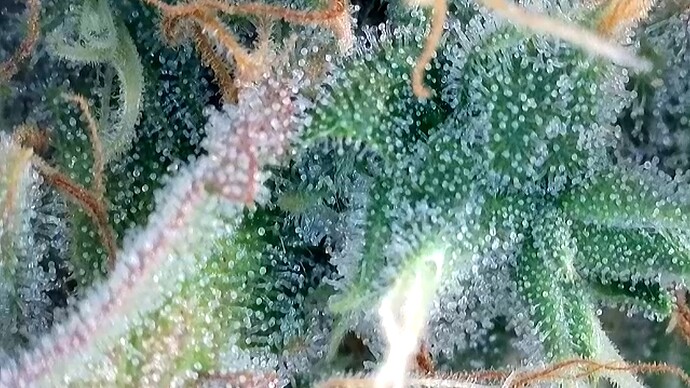 Growreport Bild 6