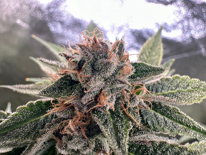 Growreport Bild 4