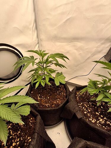 Growreport Bild 8