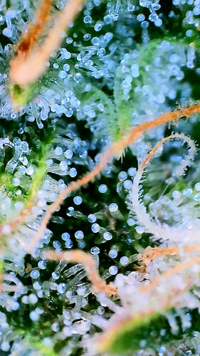 Growreport-Bild