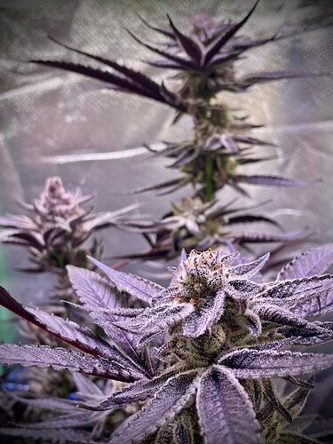 Growreport Bild 13