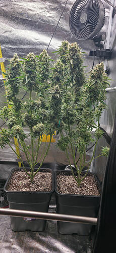 Growreport Bild 18