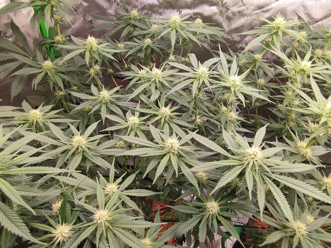Growreport Bild 15