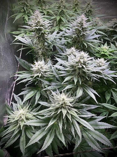 Growreport Bild 8