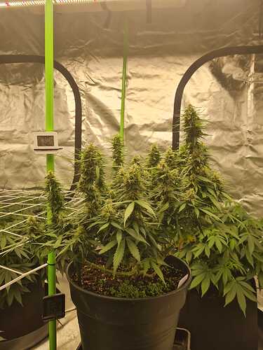 Growreport Bild 9