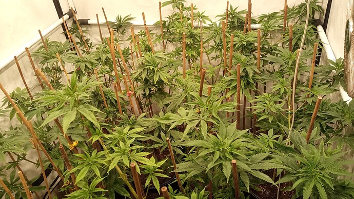Growreport Bild 16