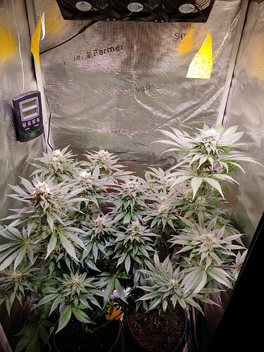 Growreport Bild 3