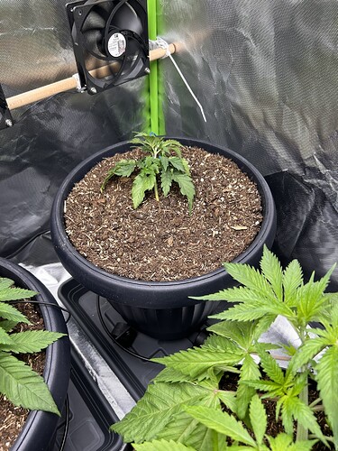 Growreport Bild 3