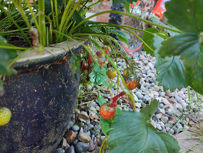 Growreport Bild 27