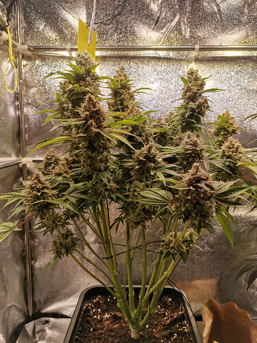 Growreport Bild 19