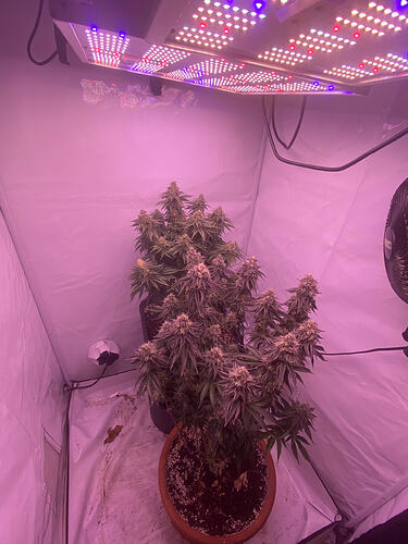 Growreport Bild 13