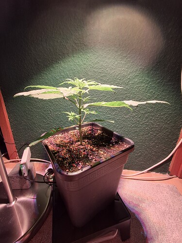 Growreport Bild 13