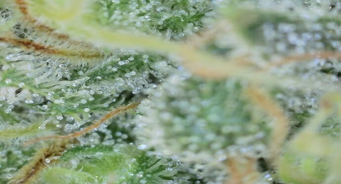 Growreport Bild 19