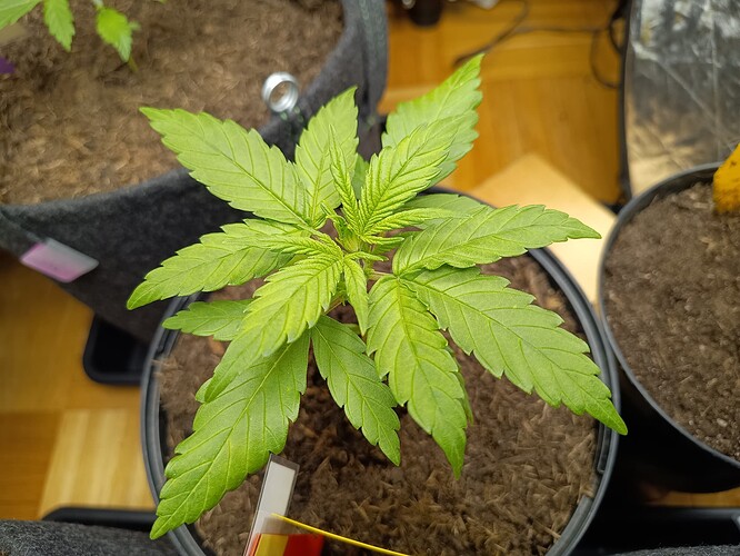 IMG_20240506_184407291