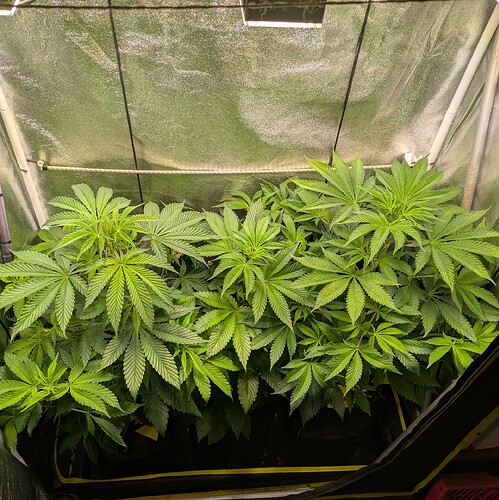 Growreport Bild 13