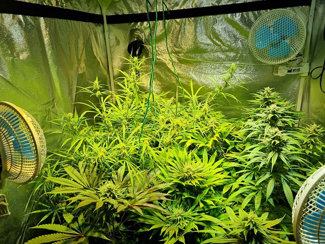 Mehrere Cannabis-Pflanzen in einem Zelt, die sich in der Wachstumsphase befinden, mit Lüftern zur Belüftung.