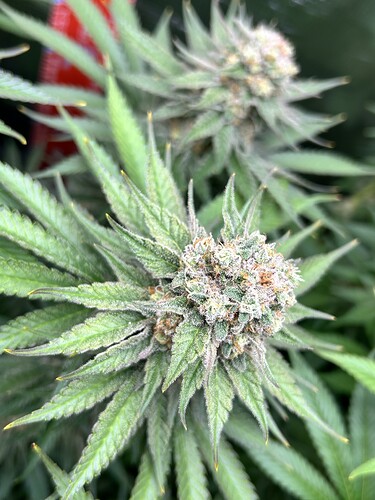 Nahaufnahme eines blühenden Cannabis-Buds mit hellgrünen Blättern und orangefarbenen Stigmen.