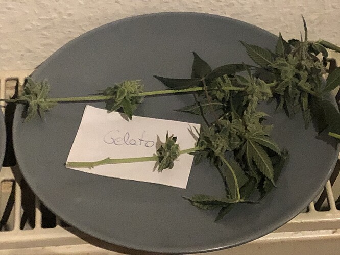 Growreport Bild 2