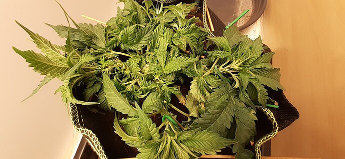 Growreport Bild 26