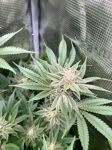 Nahaufnahme einer Cannabis-Pflanze in der Blütephase mit dichtem Trichom-Besatz und orangefarbenen Stempeln.