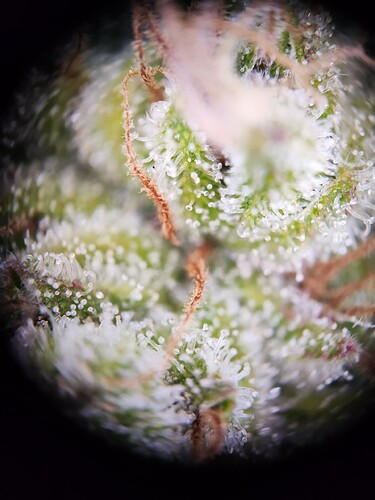 Growreport Bild 27