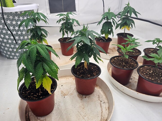 Growreport Bild 3