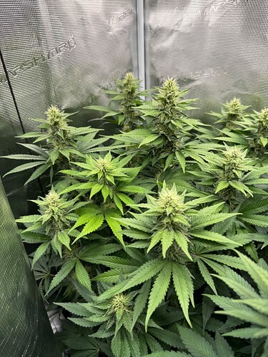 Growreport Bild 2