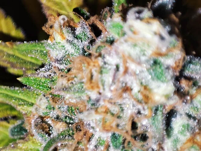Growreport Bild 38