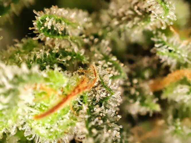 Growreport Bild 2