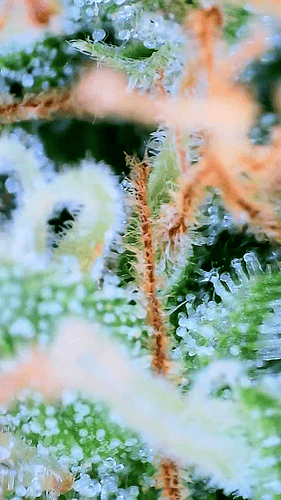 Growreport Bild 11