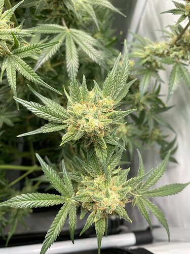 Growreport Bild 7