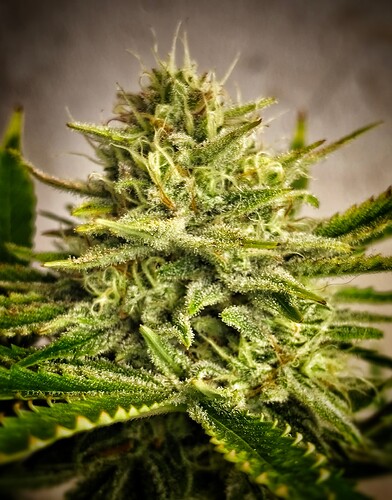 Growreport Bild 6
