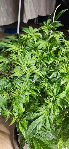 Growreport Bild 18