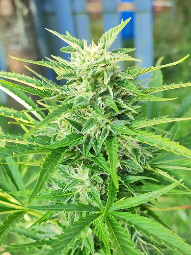 Growreport Bild 4