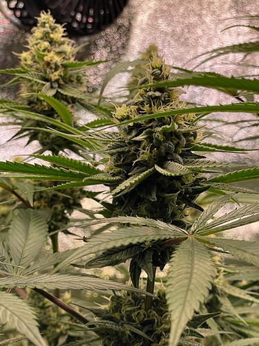 Growreport Bild 49