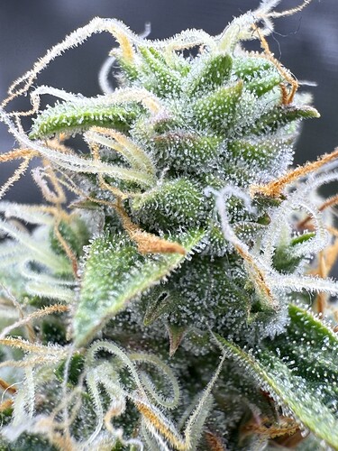 Growreport Bild 17