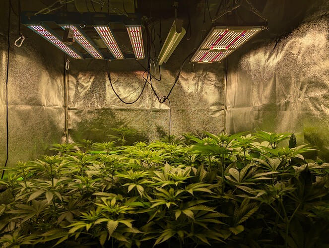 Growreport Bild 4