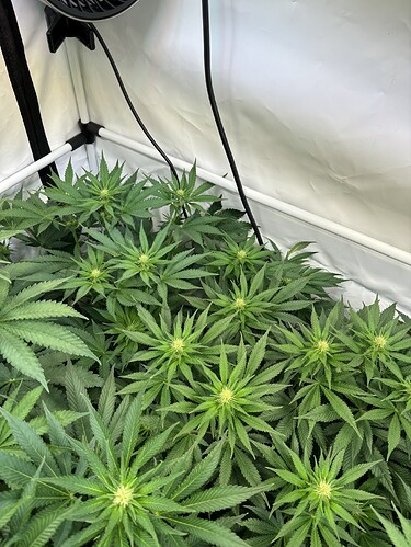 Growreport Bild 6