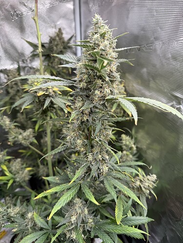 Growreport Bild 29