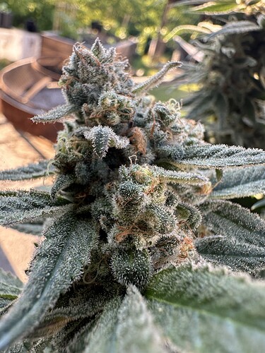 Growreport Bild 36