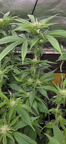 Growreport Bild 3
