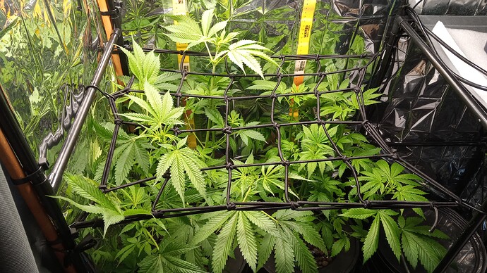 Growreport Bild 8