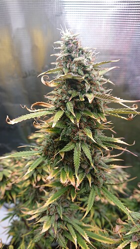 Growreport Bild 12