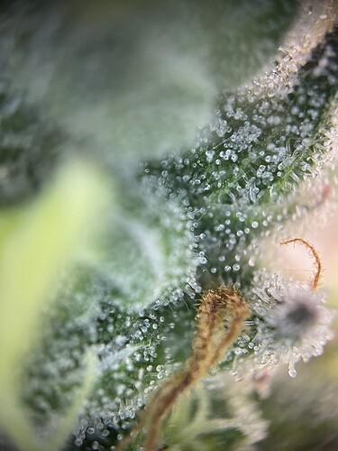 Growreport Bild 42