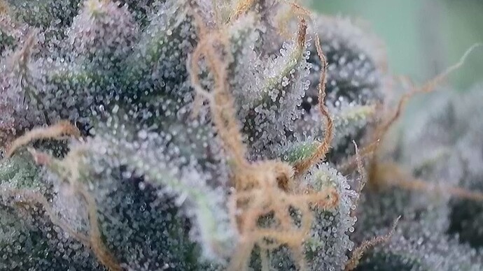 Growreport Bild 4