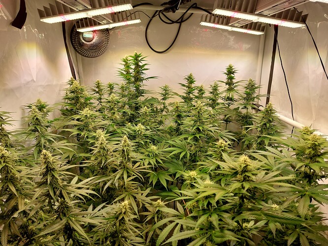 Growreport Bild 5