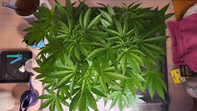 Growreport Bild 24
