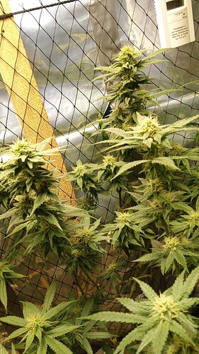 Growreport Bild 8