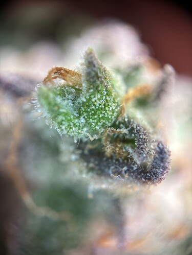 Growreport Bild 44