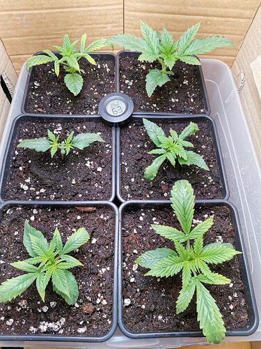 Lucky Hemp LT11 (2)